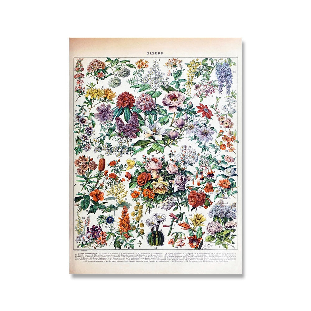 Vintage Botanical Prints Collection