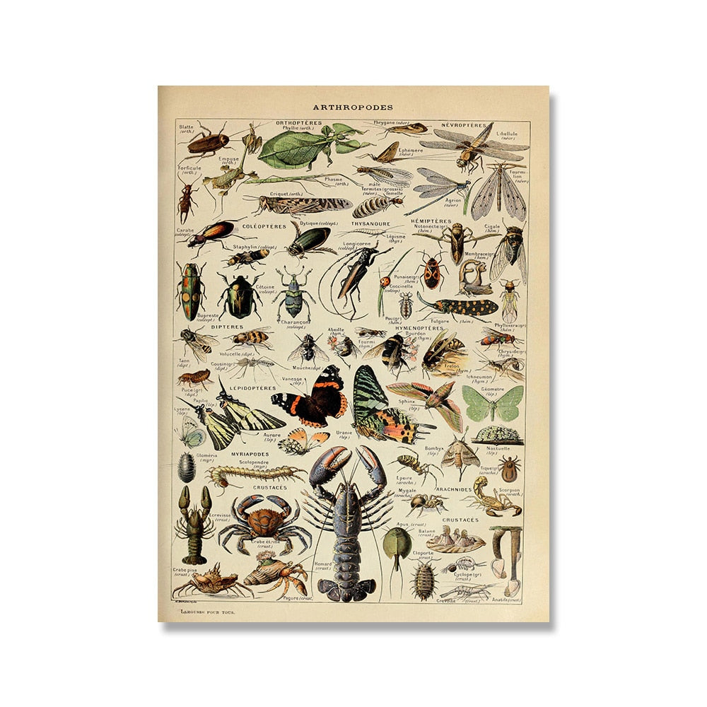 Vintage Botanical Prints Collection
