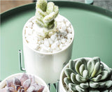 Ceramic Flower Planters with Modern Stand